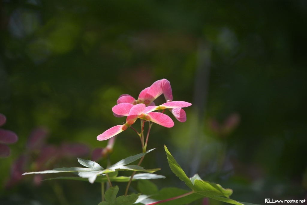 _DSC27551604180023.JPG