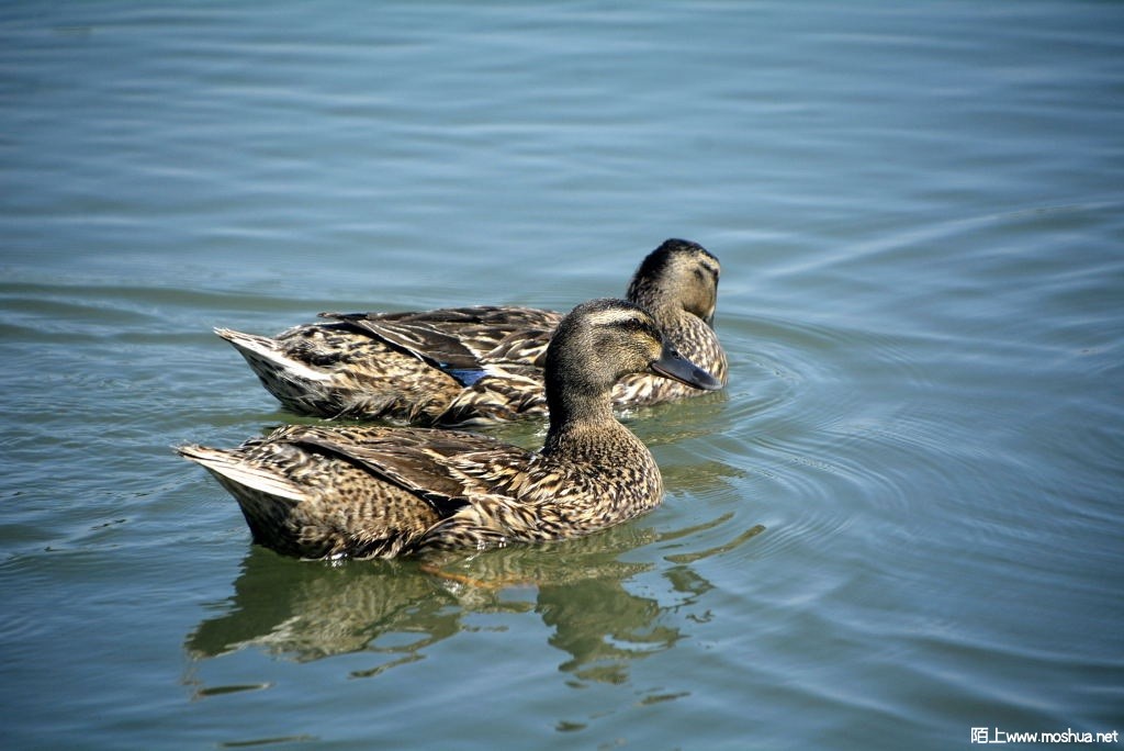 _DSC31811608440449.JPG