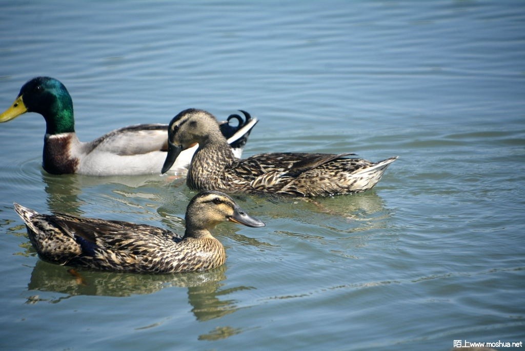 _DSC31841608470452.JPG