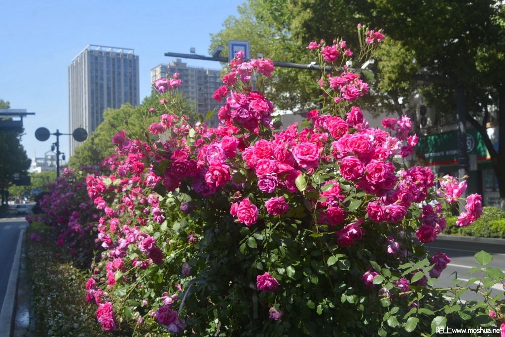 _DSC36301616980263.JPG