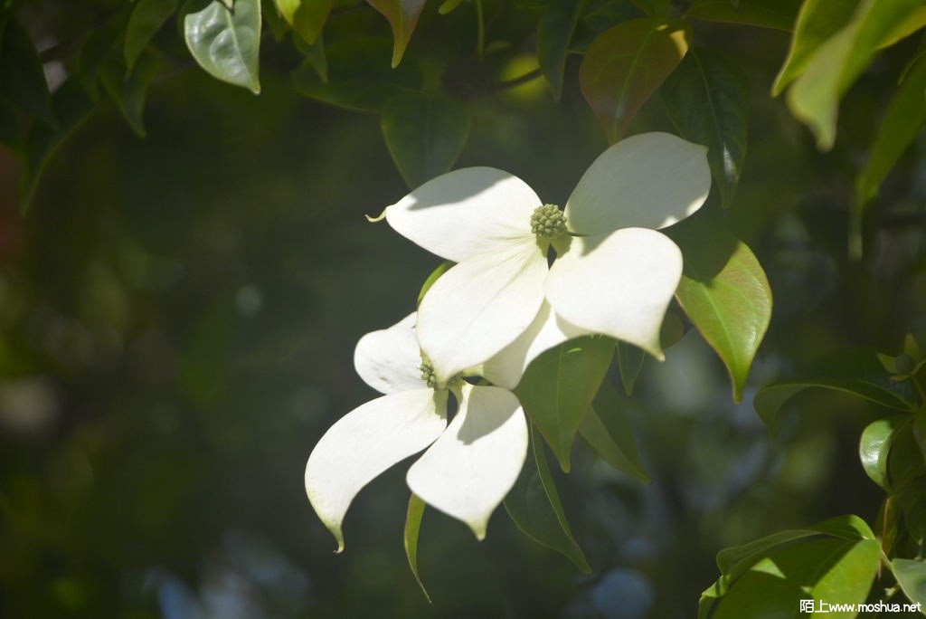 _DSC36421617100275.JPG