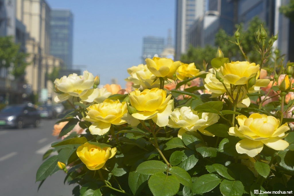 _DSC36941617620327.JPG