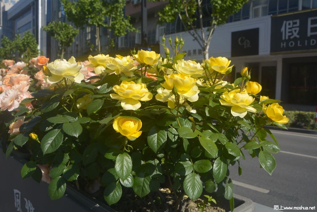 _DSC36911617590324.JPG