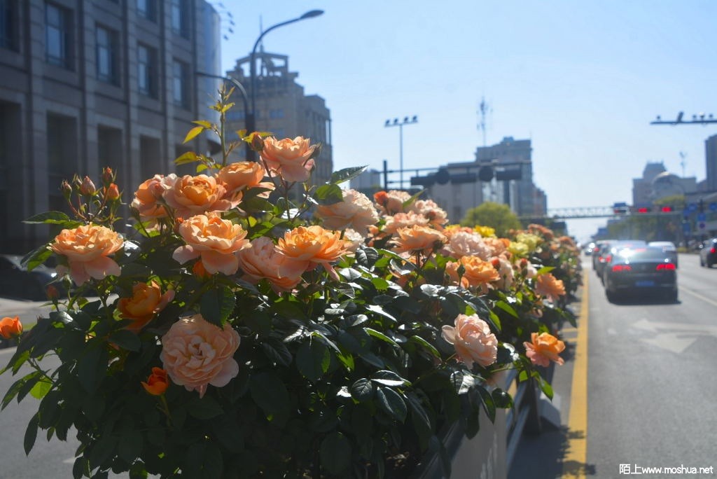 _DSC36951617630328.JPG