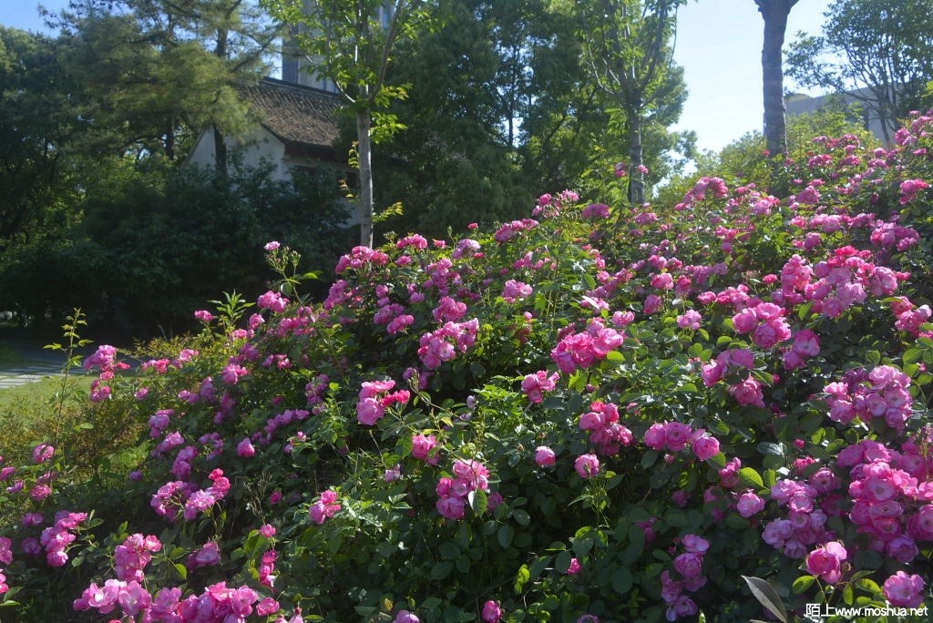 _DSC38001618680433.JPG