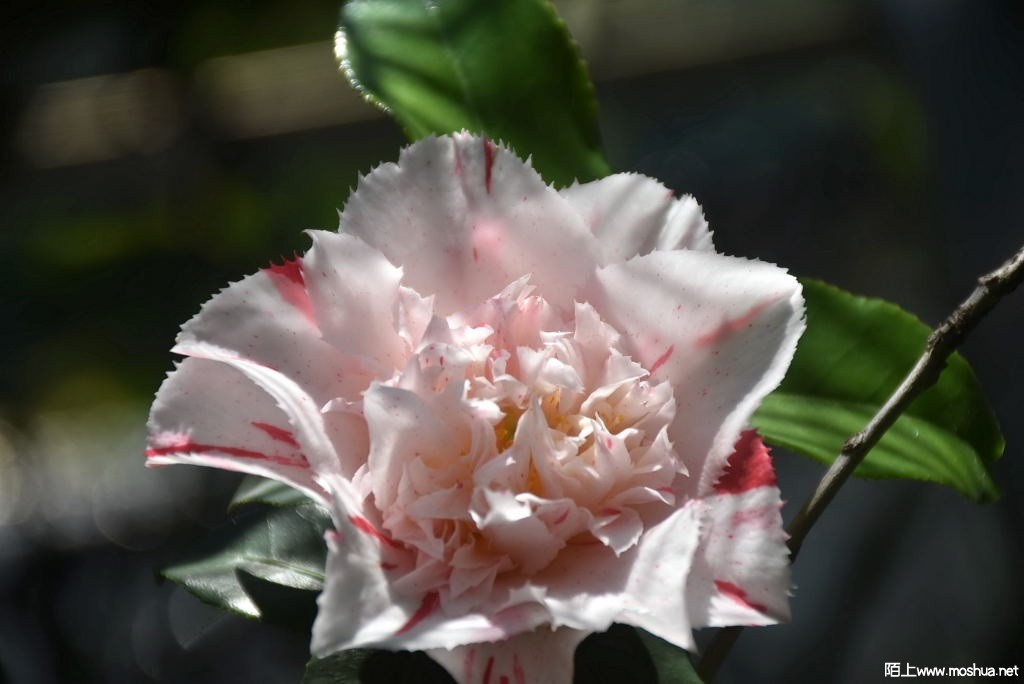 DSC_03411628600341.JPG
