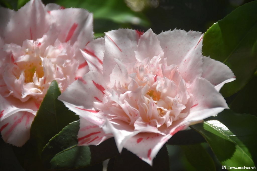 DSC_03551628740355.JPG