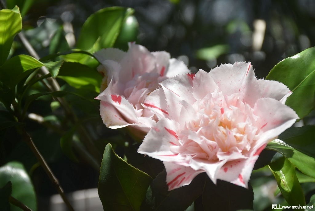 DSC_03571628760357.JPG