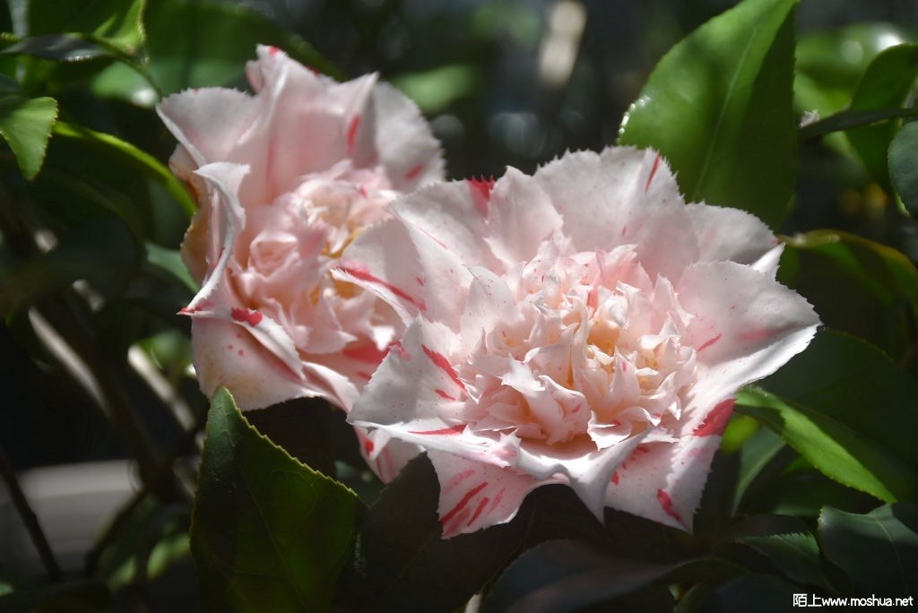 DSC_03691628880369.JPG