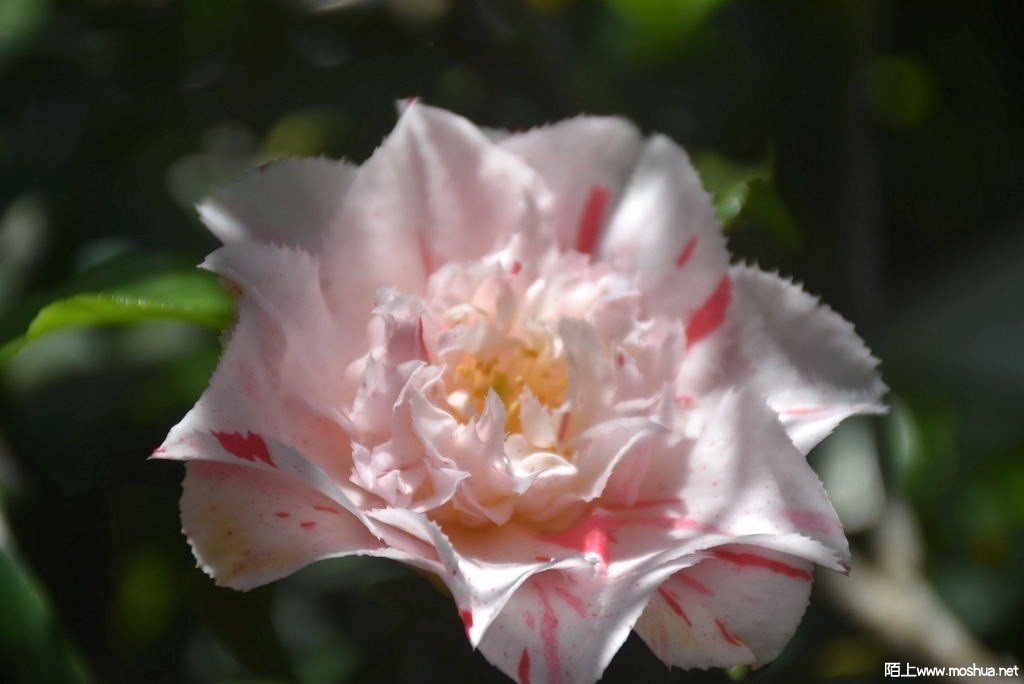 DSC_03351628540335.JPG