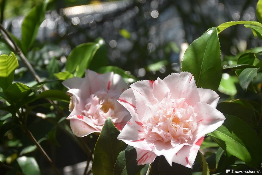 DSC_03471628660347.JPG