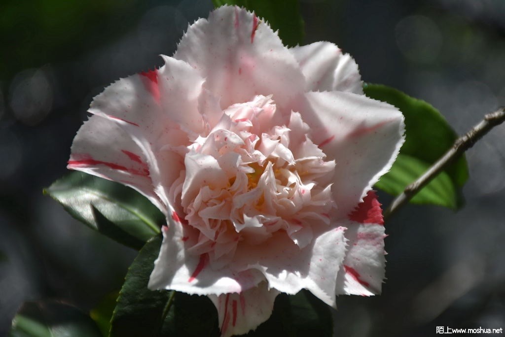 DSC_03391628580339.JPG