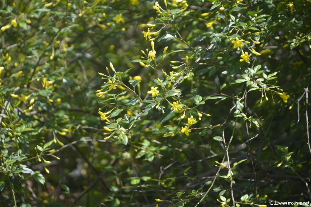 _DSC29051605680173.JPG