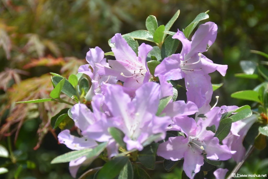 DSC_01711632980171.JPG