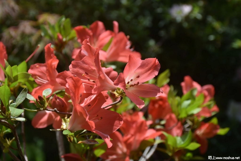 DSC_00111637360011.JPG