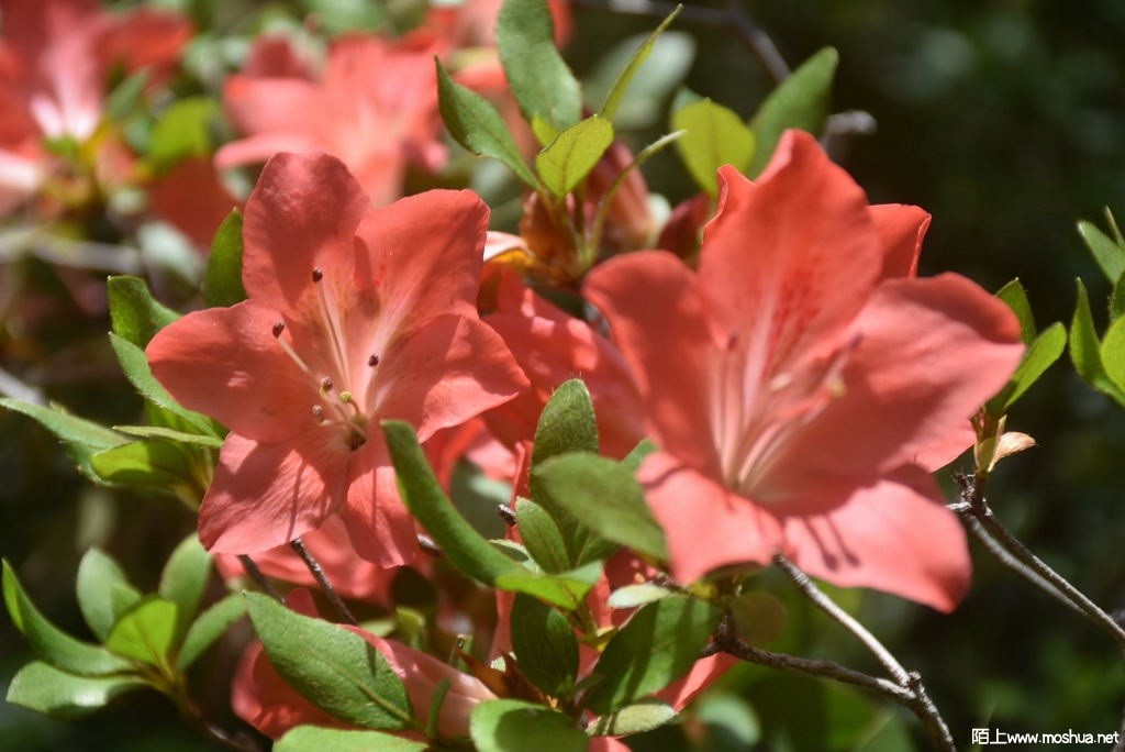 DSC_00331637580033.JPG