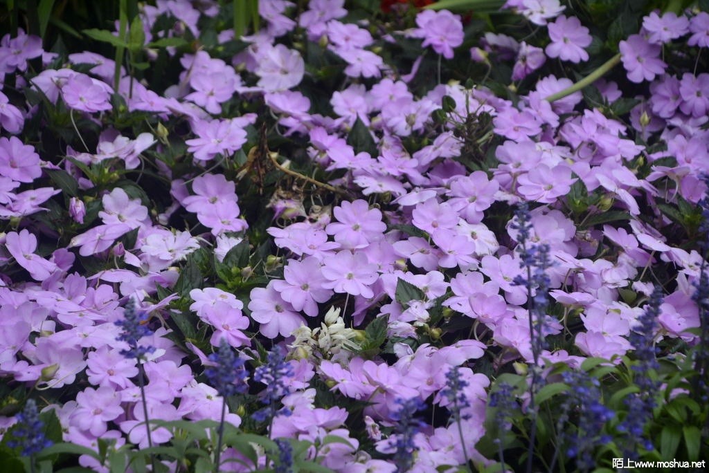 _DSC39101642720073.JPG