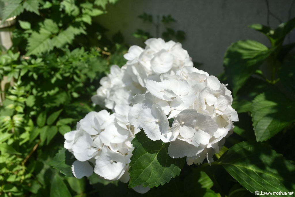 DSC_00621649760062.JPG