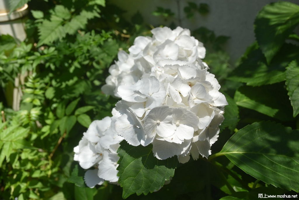 DSC_00631649770063.JPG