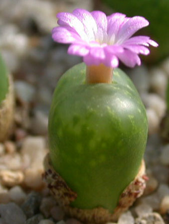 [����]��׶����---55¥��ʼ������ͨ��---