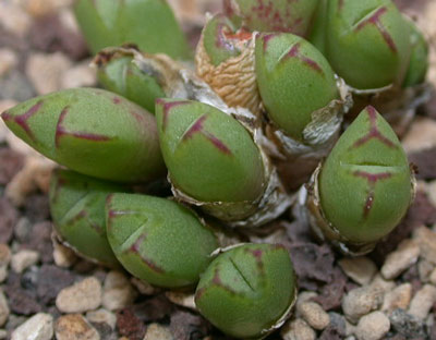 [����]��׶����---55¥��ʼ������ͨ��---