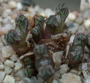 [����]��׶����---55¥��ʼ������ͨ��---