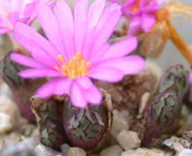 [����]��׶����---55¥��ʼ������ͨ��---