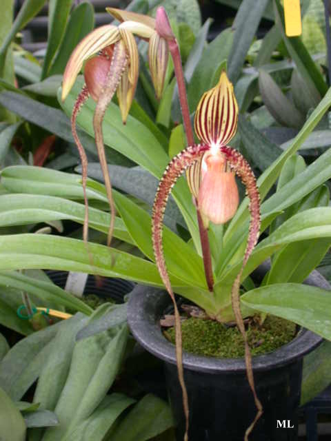 �Ɍ���Ь�m