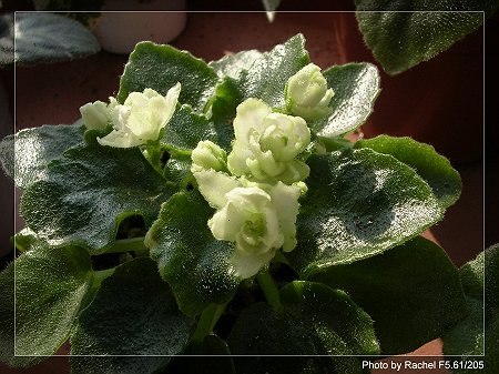 [����]Rachel������С�ǣ�P15���������̫���ˣ�