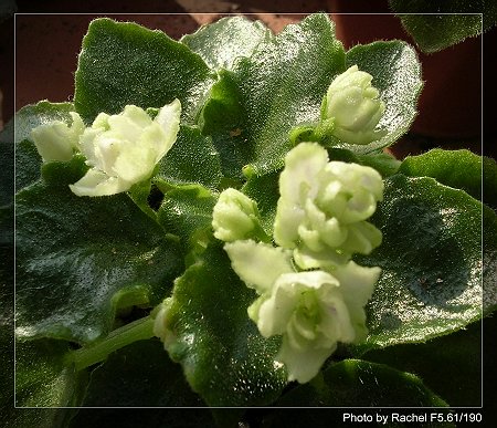 [����]Rachel������С�ǣ�P15���������̫���ˣ�