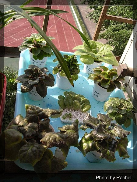 [����]Rachel������С�ǣ�P15���������̫���ˣ�