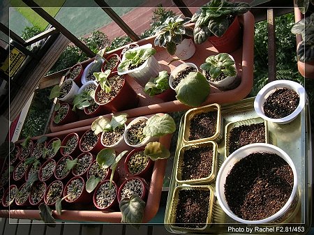 [����]Rachel������С�ǣ�P15���������̫���ˣ�