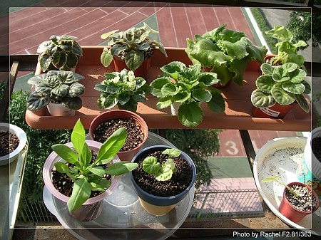 [����]Rachel������С�ǣ�P15���������̫���ˣ�