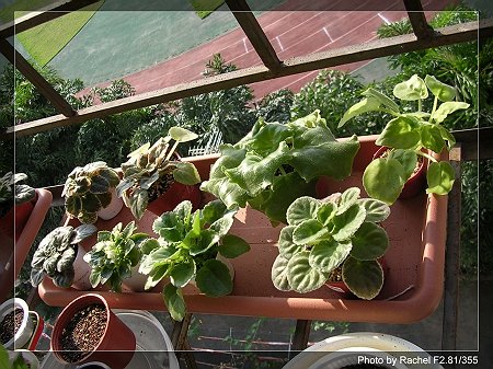 [����]Rachel������С�ǣ�P15���������̫���ˣ�