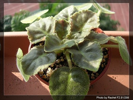 [����]Rachel������С�ǣ�P15���������̫���ˣ�