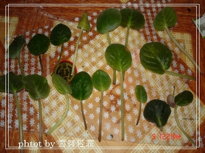 żҲ���������ϼҵ�С����~~