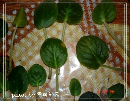 żҲ���������ϼҵ�С����~~