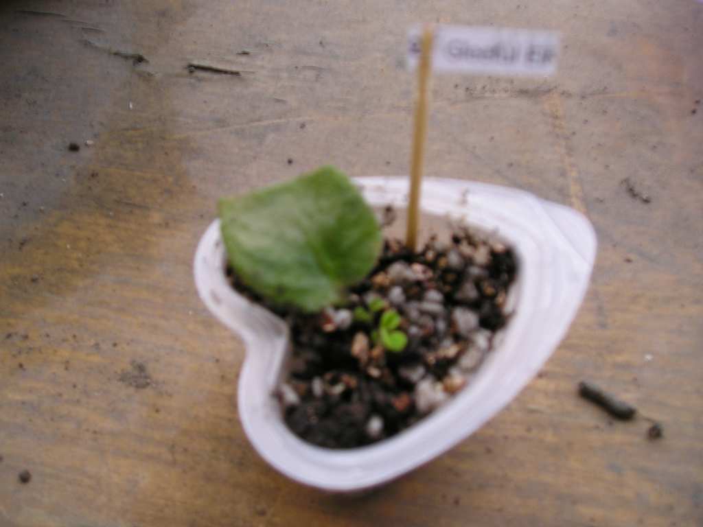 [����]����ҶƬ������¼�����Ĵ�