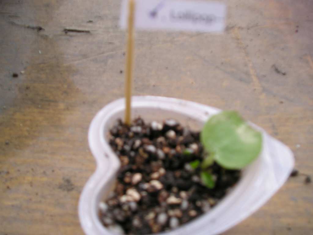 [����]����ҶƬ������¼�����Ĵ�