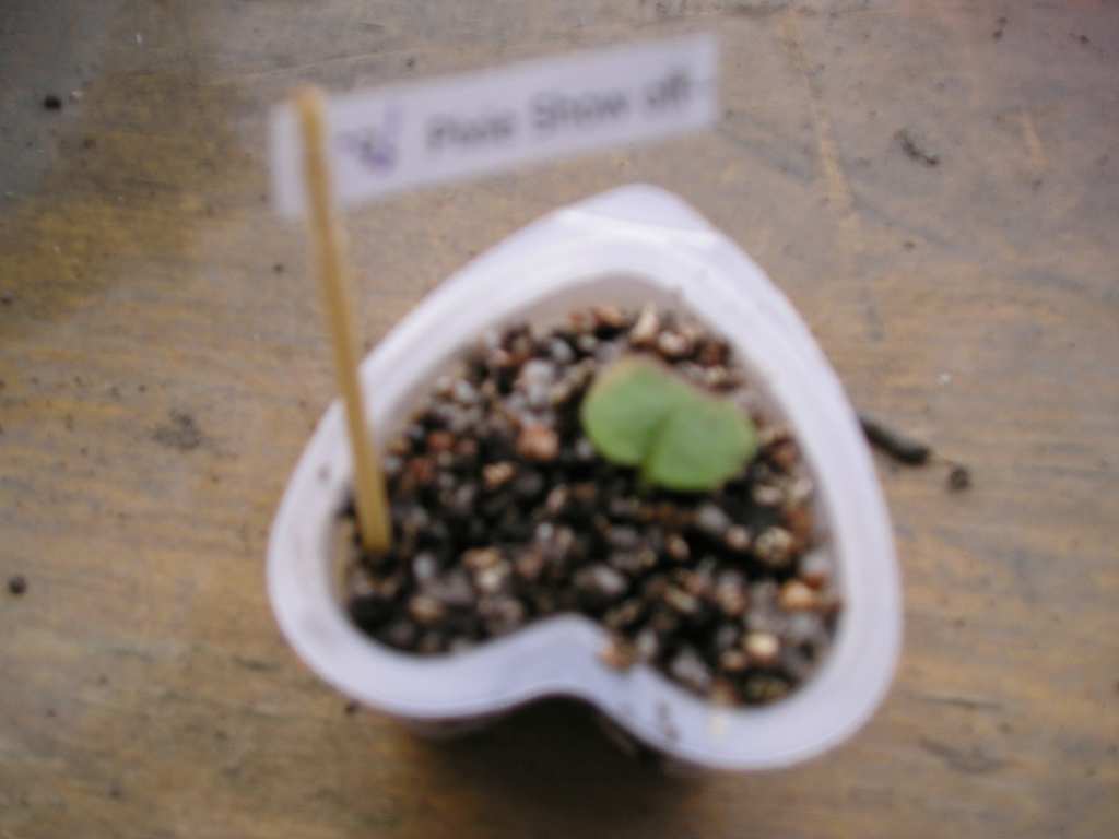 [����]����ҶƬ������¼�����Ĵ�