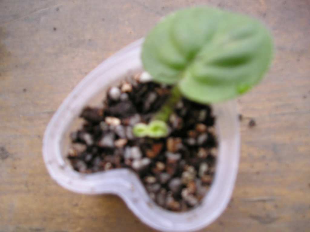 [����]����ҶƬ������¼�����Ĵ�