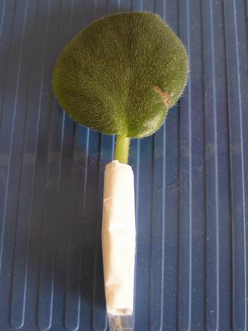 �����յ���Ƭ��Ҷ����Щ���⣬����ô�죿