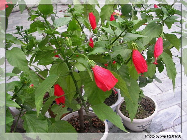 ����ʲô����