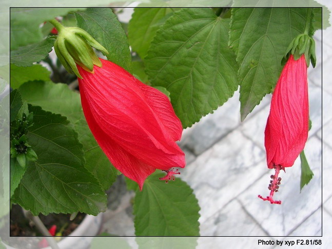 ����ʲô����