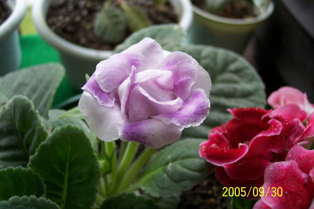 ����ͩ��С��ͩ��˫��Ƥ��