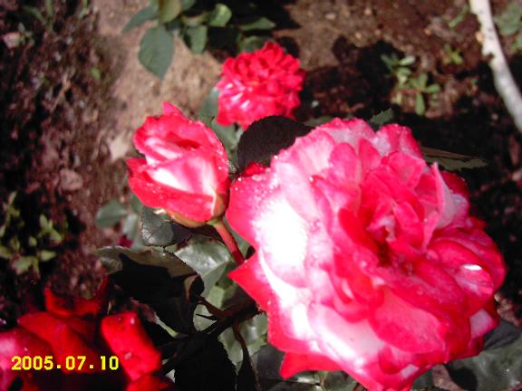 �����Ҽҵ��¼�