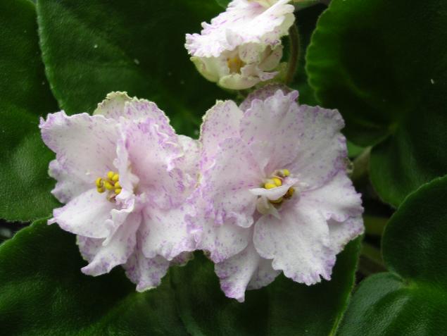 [��ˮ]��������ˮ��