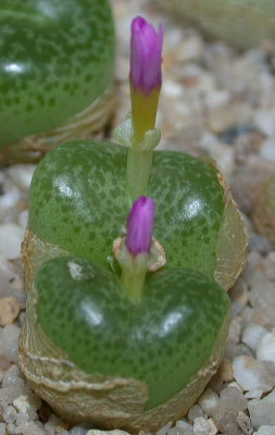 [����]��׶����---55¥��ʼ������ͨ��---