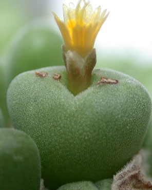 [����]��׶����---55¥��ʼ������ͨ��---