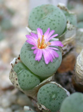 [����]��׶����---55¥��ʼ������ͨ��---